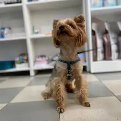 Dental Vet