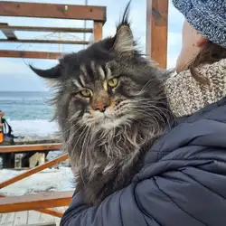 OdeSeaCat