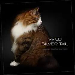 Розплідник Wild Silver Tail