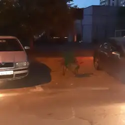 Первый парадняк — Київ