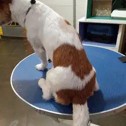MamaPet — Київ