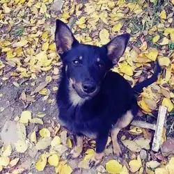 Ветерирна клініка Добрий Доктор