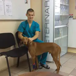 Айболітна