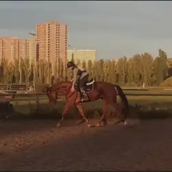 CAVALIER