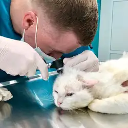 Vetmedico