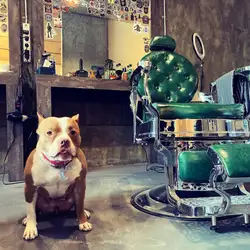 MADDOG barbershop