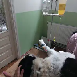Клініка Дрібних Тварин