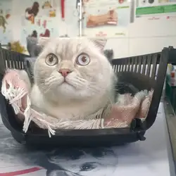 Ветсмайл