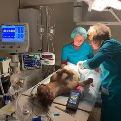 Ветеринарна клініка Велес Vet