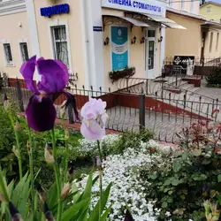 Перлина