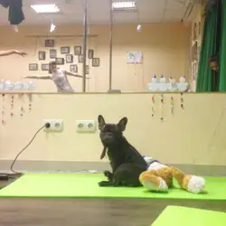 Pole Dance Studio Mary Green