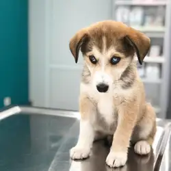 Vetmedico