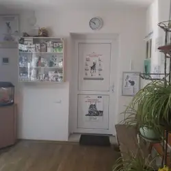 Лапки хвостик