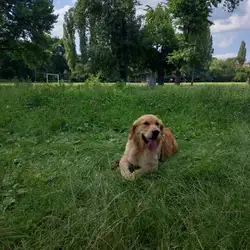 VetМир