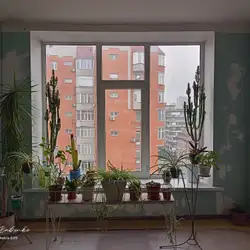 Київська міська студентська поліклініка
