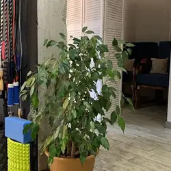 Back to health