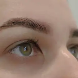 Brows Hub