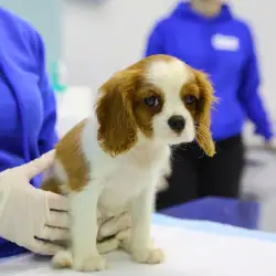Ветеринарна клініка Animal Clinic - Борова